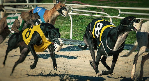 unique qualities of greyhound racing