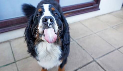 Can Dogs Eat Cream Cheese