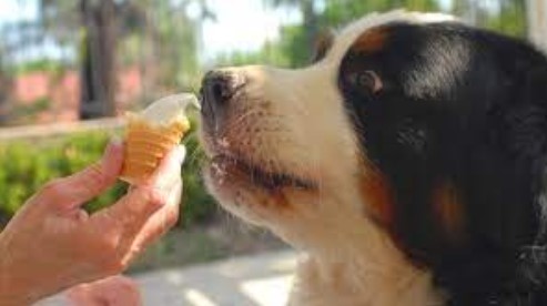 Can Dogs Eat Cream Cheese