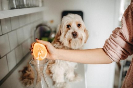 Can Dogs Eat Mandarins