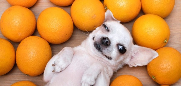 Can Dogs Eat Mandarins